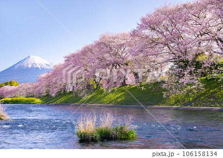 静岡県富士市 龍巌淵の桜と富士山 静岡県富士市 龍巌淵の桜と富士山 106158134