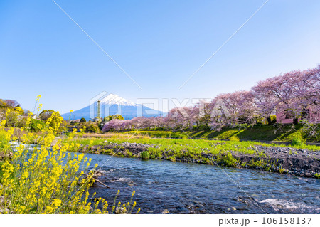 静岡県富士市 龍巌淵の桜と富士山 静岡県富士市 龍巌淵の桜と富士山 106158137