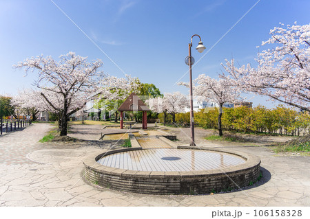 桜の季節の大口町 堀尾跡公園 106158328
