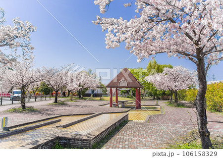 桜の季節の大口町 堀尾跡公園 106158329
