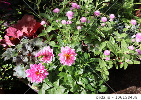 ピンク色の花寄せ植え ピンク色の花寄せ植え 106158438