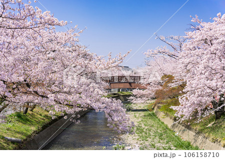 桜の季節の大口町 堀尾跡公園 姥堂と五条川に掛かる裁断橋 106158710