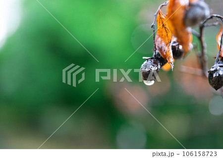 雨上がりのしずくが垂れそうな木の実 106158723