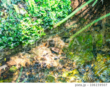 夏の爽やかな景色 湧水から流れでる清らかな小川 夏の爽やかな景色 湧水から流れでる清らかな小川 106159507