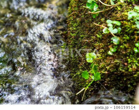 夏の爽やかな景色　湧水から流れでる清らかな小川 106159514