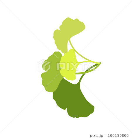 Ginkgo leaf 106159806