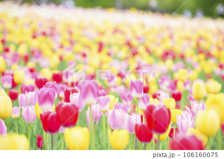 満開のチューリップ 満開のチューリップ 106160075