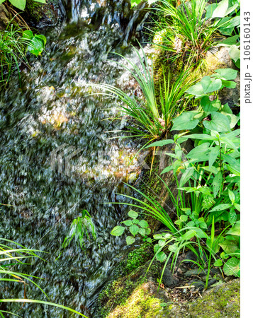 夏の爽やかな景色　湧水から流れでる清らかな小川 106160143