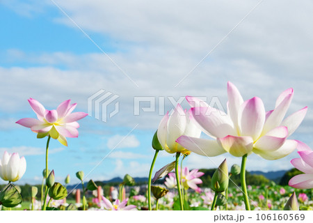満開のハスの花畑　花畑風景 106160569