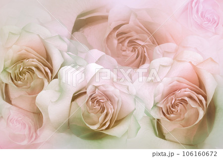 Flowrs  roses. Floral background.  Close-up. Nature. 106160672