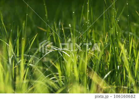 Morning terraced rice fields and huts 106160682