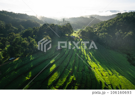 Fields on mountains in foggy morning Fields on mountains in foggy morning 106160693