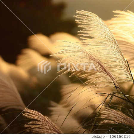 夕暮れのススキ 夕暮れのススキ 106160816