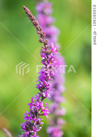 Summer Flowering Purple Loosestrife, Lythrum tomentosum on a green blured background. 106160918