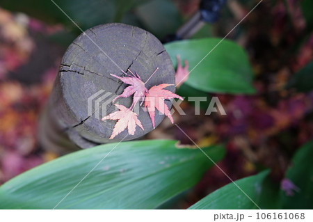 杭の上に落ち葉 106161068