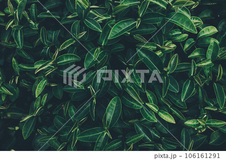 Top of Green tea leaf in the morning, tea plantation Top of Green tea leaf in the morning, tea plantation 106161291
