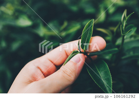 Top of Green tea leaf in the morning, tea plantation 106161292