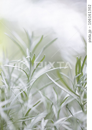Fresh Rosemary Herb grow outdoor. Rosemary leaves Close-up. Fresh Rosemary Herb grow outdoor. Rosemary leaves Close-up. 106161302