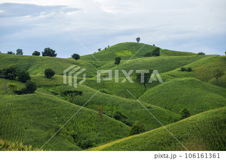 Green Rice Field with Mountains Background 106161361