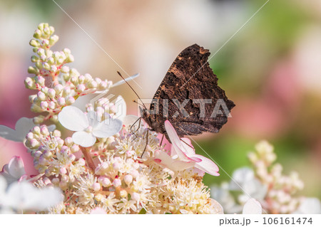 European Peacock butterfly sitting on white flowers European Peacock butterfly sitting on white flowers 106161474