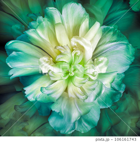 Turquoise-yellow tulip flower on black background. Closeup. Nature. Turquoise-yellow tulip flower on black background. Closeup. Nature. 106161743