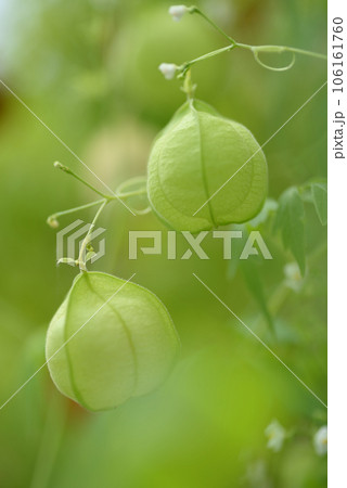 フウセンカズラ 106161760