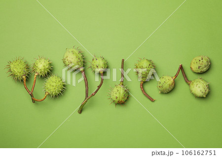 Green chestnut fruits on a green background 106162751