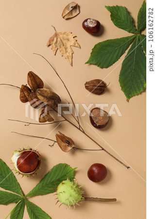 Brown, fresh chestnut fruits with leaves on a light background 106162782