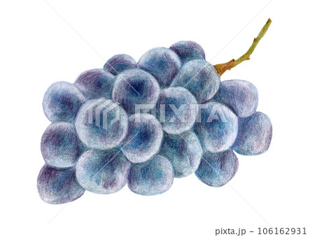 Black grape. 3d bunch of grapes, realistic fruit with leaves. Isolated  winery raw, fresh juicy natural food vector element Stock Vector Image &  Art - Alamy