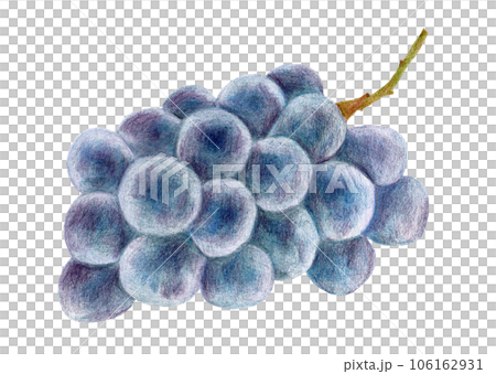 巨峰の手描き色鉛筆画 106162931