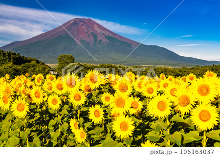 《山梨県》夏の富士山と満開のひまわり畑・花の都公園 106163037