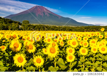 《山梨県》夏の富士山と満開のひまわり畑・花の都公園 106163042