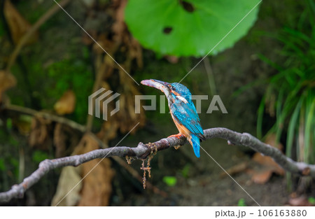 大きな魚をくわえ枝に止まる翡翠 106163880