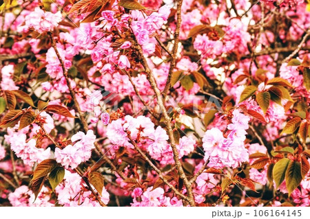 ピンク色の桜の花が咲いています 106164145