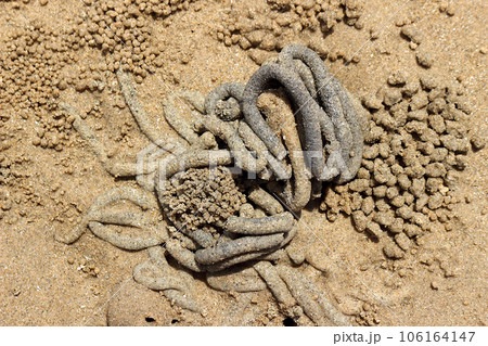 The dung of sea worms 2 106164147