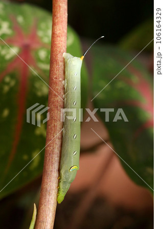 A green hawk moth caterpillar 4 A green hawk moth caterpillar 4 106164329
