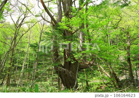 上高地 梓川右岸道 雄大なカラマツの木 上高地 梓川右岸道 雄大なカラマツの木 106164623