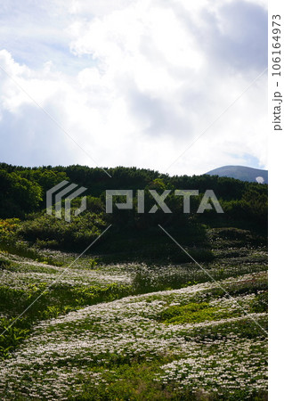 大雪山白綿毛のチングルマの群生 大雪山白綿毛のチングルマの群生 106164973