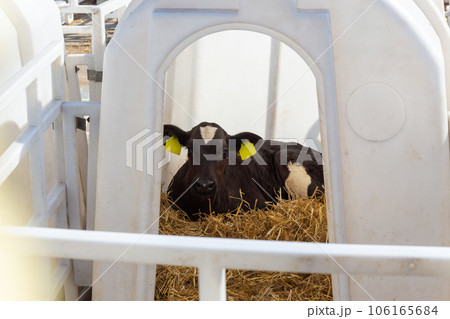 A small cow calf in a manger outdoors 106165684