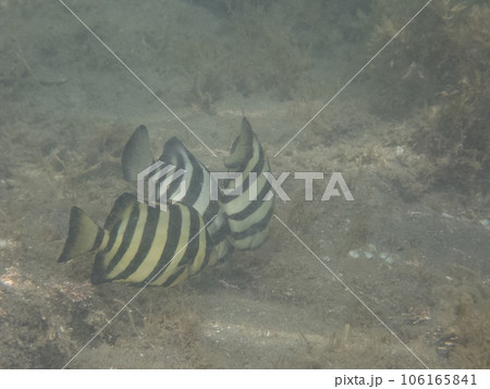 イシダイの幼魚の群れ イシダイの幼魚の群れ 106165841
