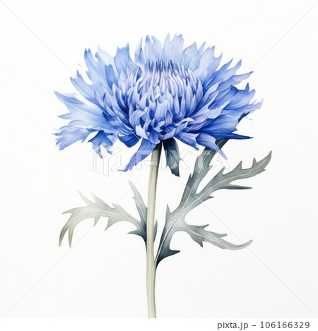 Blue watercolour cornflower knapweed centaurea summer flower illustration on white background. Generative AI 106166329