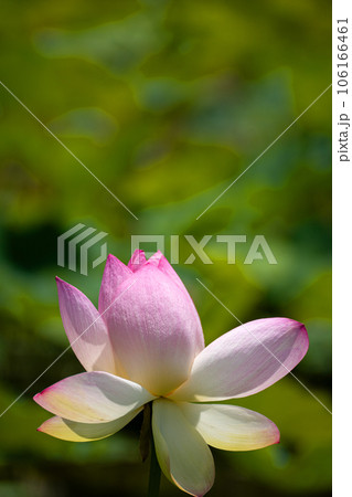 真夏の日差しを浴びるハスの花びらのクローズアップ 106166461