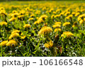 Yellow field of dandelions on the green grass. Young seedlings with green leaves. An agricultural tractor drives along an asphalt road. Sunny warm May day. Latvia 106166548