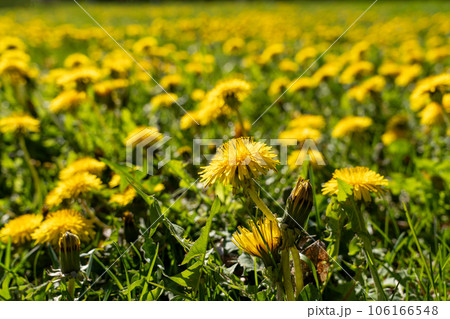 Yellow field of dandelions on the green grass. Young seedlings with green leaves. An agricultural tractor drives along an asphalt road. Sunny warm May day. Latvia 106166548