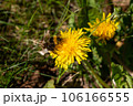 Yellow field of dandelions on the green grass. Young seedlings with green leaves. An agricultural tractor drives along an asphalt road. Sunny warm May day. Latvia 106166555