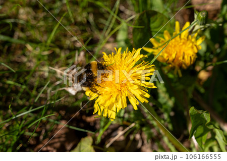 Yellow field of dandelions on the green grass. Young seedlings with green leaves. An agricultural tractor drives along an asphalt road. Sunny warm May day. Latvia 106166555