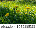 Yellow field of dandelions on the green grass. Young seedlings with green leaves. An agricultural tractor drives along an asphalt road. Sunny warm May day. Latvia 106166583