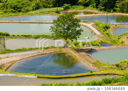 《新潟県》山古志の棚田・夏の棚田の原風景 106166889