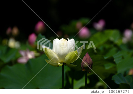 降り注ぐ夏の光とハス一輪 降り注ぐ夏の光とハス一輪 106167275