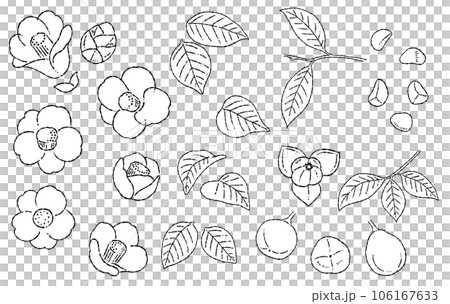 Hand drawn camellia line drawing illustration material 106167633